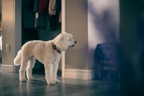 家里白色狗狗图片